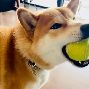 ハルくん、ナイスキャーッチ。柴犬子犬ハルのワンダフルライフ