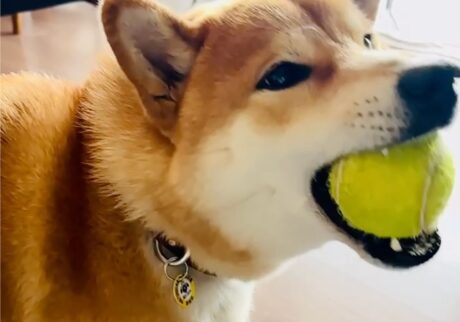 ハルくん、ナイスキャーッチ。柴犬子犬ハルのワンダフルライフ