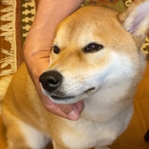 ハルくん、よしよしして。柴犬子犬ハルのワンダフルライフ