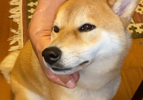 ハルくん、よしよしして。柴犬子犬ハルのワンダフルライフ