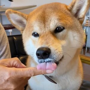 ハルくん、ヨーグルトの食べ方。柴犬子犬ハルのワンダフルライフ ハルくん、ヨーグルトの食べ方。柴犬子犬ハルのワンダフルライフ