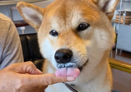 ハルくん、ヨーグルトの食べ方。柴犬子犬ハルのワンダフルライフ