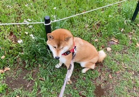 ハルくん、拒否柴発動中。柴犬子犬ハルのワンダフルライフ