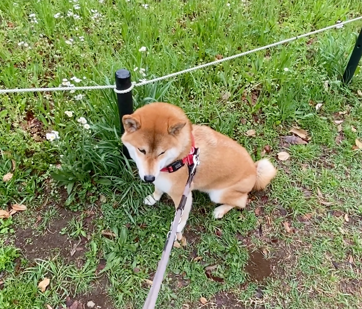 ハルくん、拒否柴発動中。