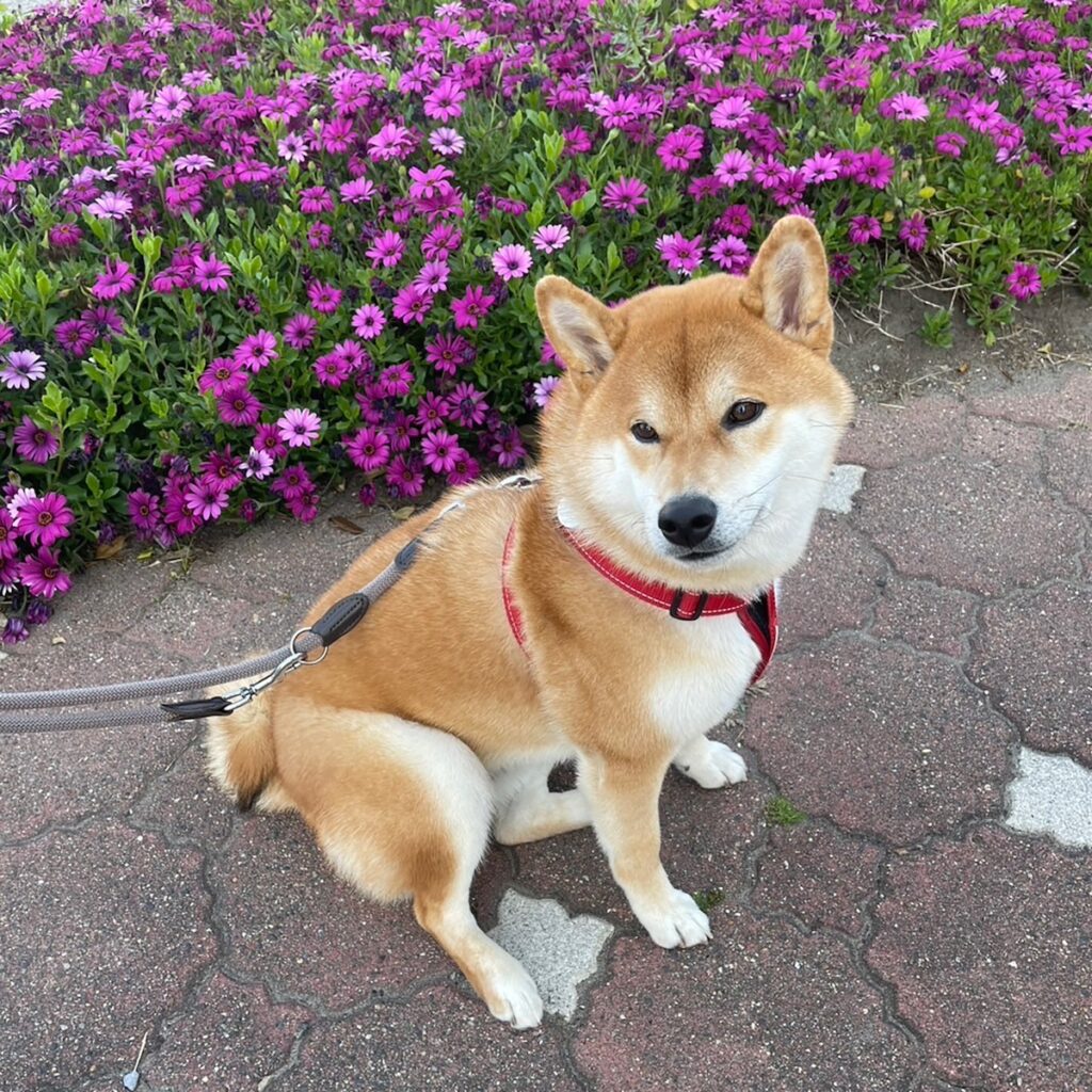 ハルくん、花とぼく。柴犬子犬ハルのワンダフルライフ