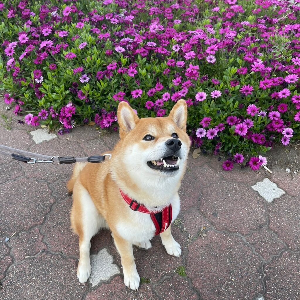 ハルくん、花とぼく。柴犬子犬ハルのワンダフルライフ