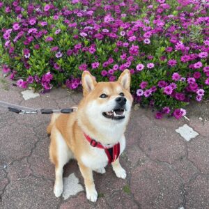 ハルくん、花とぼく。柴犬子犬ハルのワンダフルライフ