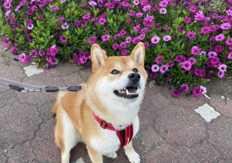 ハルくん、花とぼく。柴犬子犬ハルのワンダフルライフ