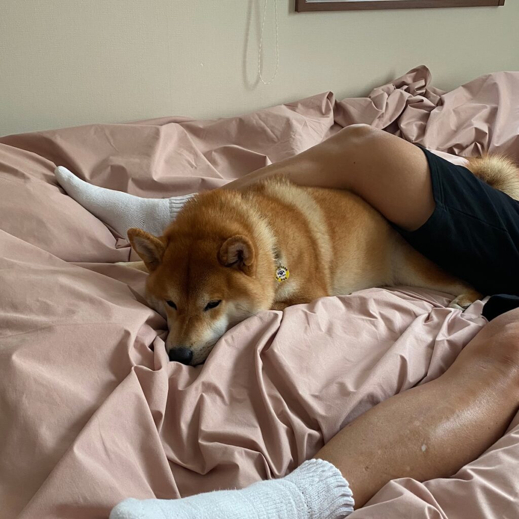 ハルくん、とーちゃんと昼寝。柴犬子犬ハルのワンダフルライフ