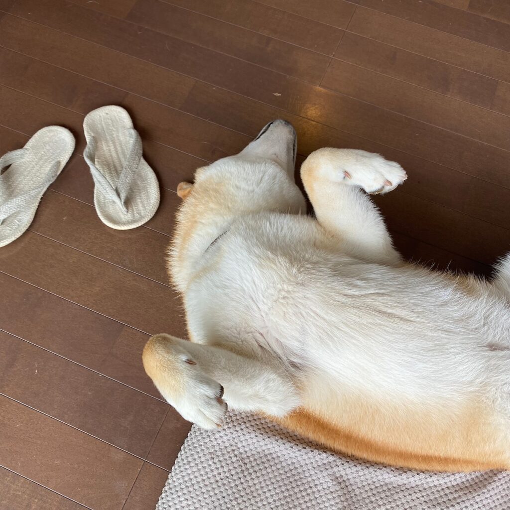 ハルくん、ヘソ天いろいろ。柴犬子犬ハルのワンダフルライフ