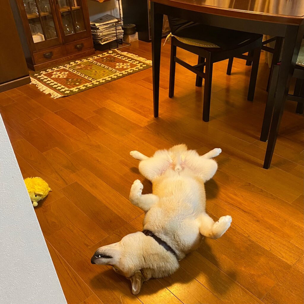 ハルくん、ヘソ天いろいろ。柴犬子犬ハルのワンダフルライフ