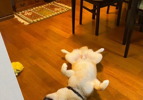 ハルくん、ヘソ天いろいろ。柴犬子犬ハルのワンダフルライフ