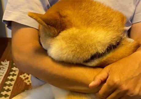 ハルくん、甘ったれ寝中。 柴犬子犬ハルのワンダフルライフ