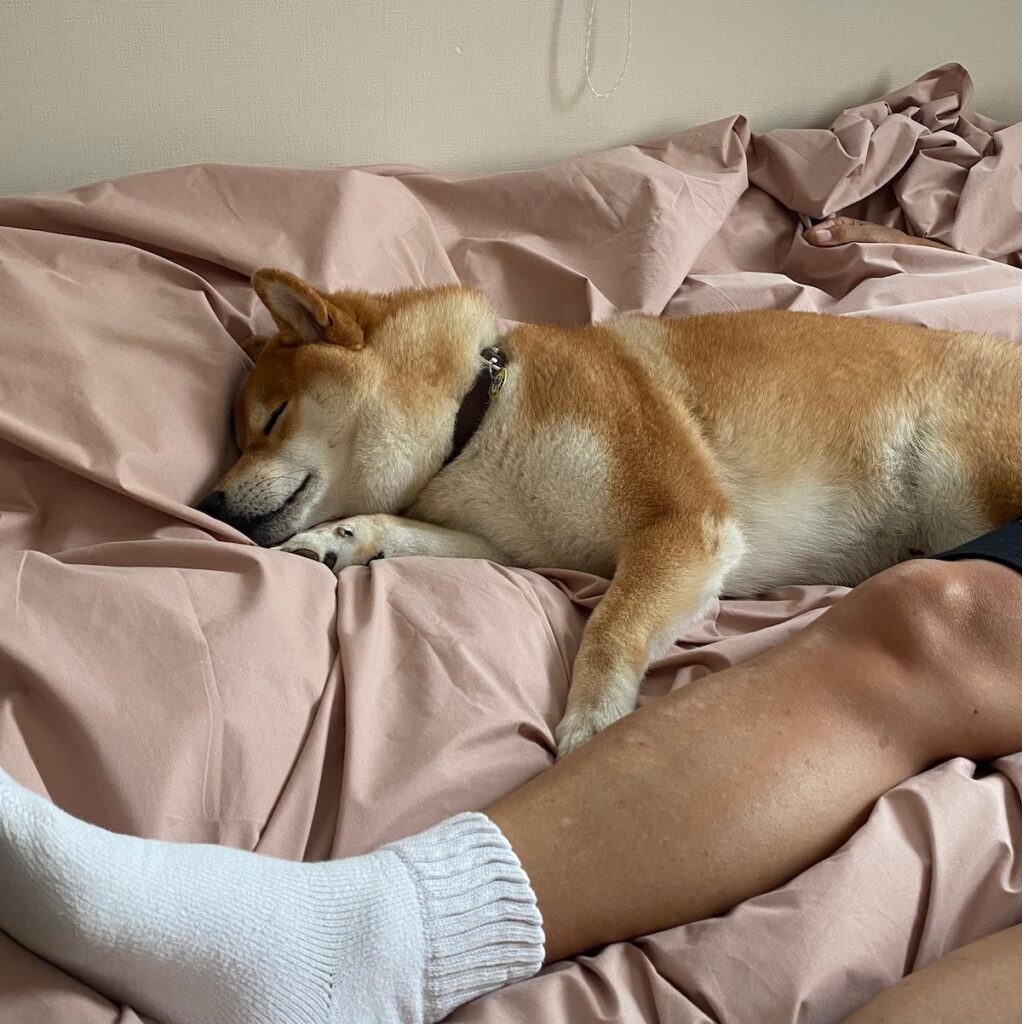 ハルくん、とーちゃんと昼寝。柴犬子犬ハルのワンダフルライフ