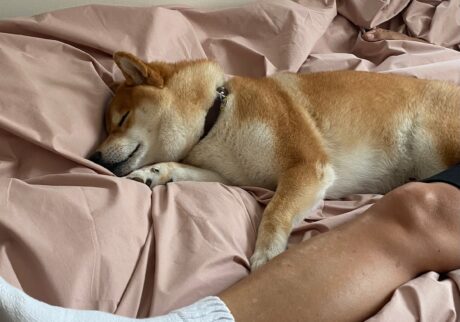 ハルくん、とーちゃんと昼寝。柴犬子犬ハルのワンダフルライフ