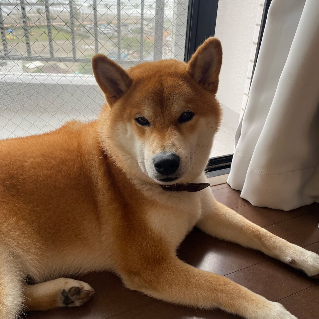 ハルくん、久々にやってやった。柴犬子犬ハルのワンダフルライフ