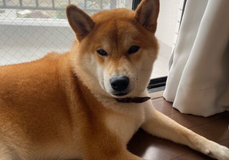 ハルくん、久々にやってやった。柴犬子犬ハルのワンダフルライフ