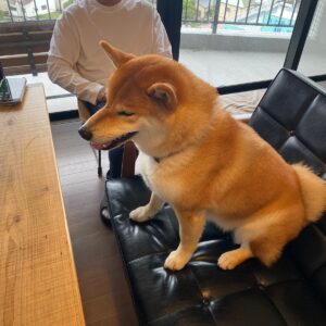 ハルくん、朝食待機中。柴犬子犬ハルのワンダフルライフ