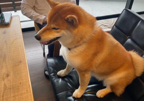 ハルくん、朝食待機中。柴犬子犬ハルのワンダフルライフ