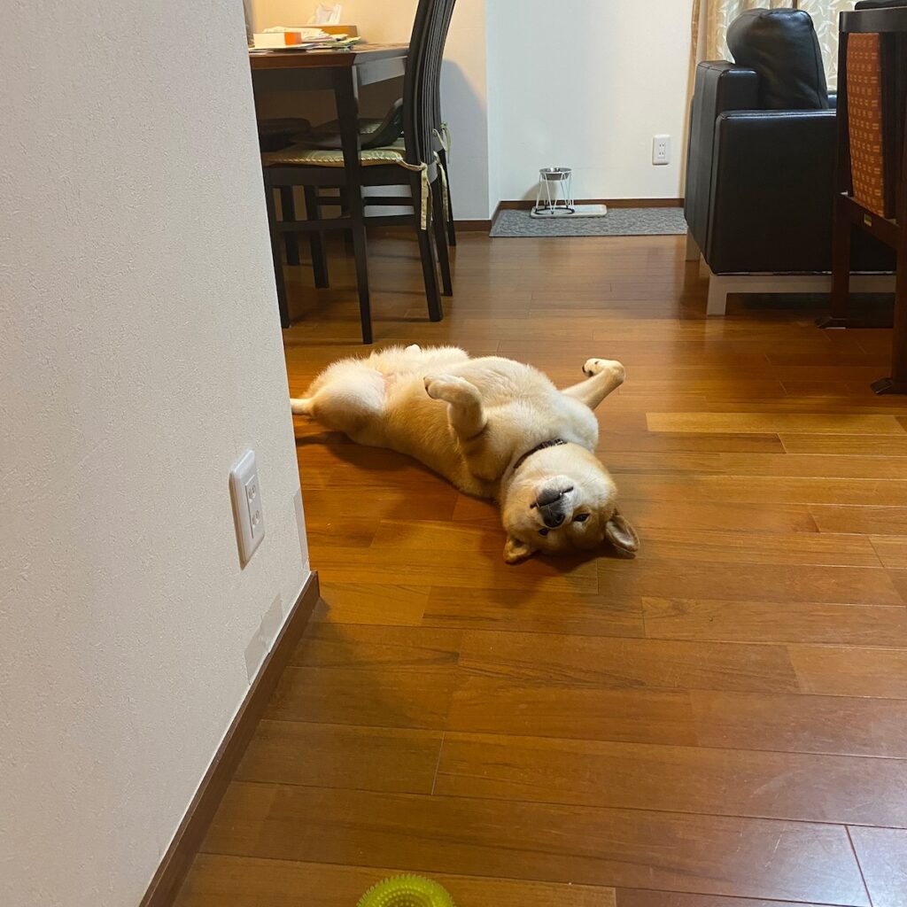 ハルくん、ヘソ天いろいろ。柴犬子犬ハルのワンダフルライフ