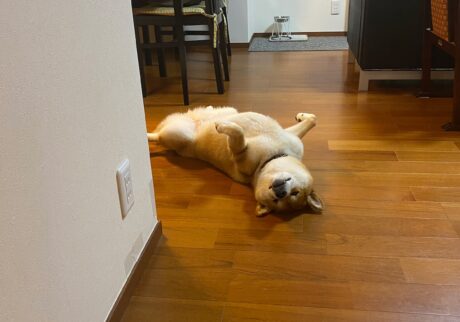 ハルくん、ヘソ天いろいろ。柴犬子犬ハルのワンダフルライフ
