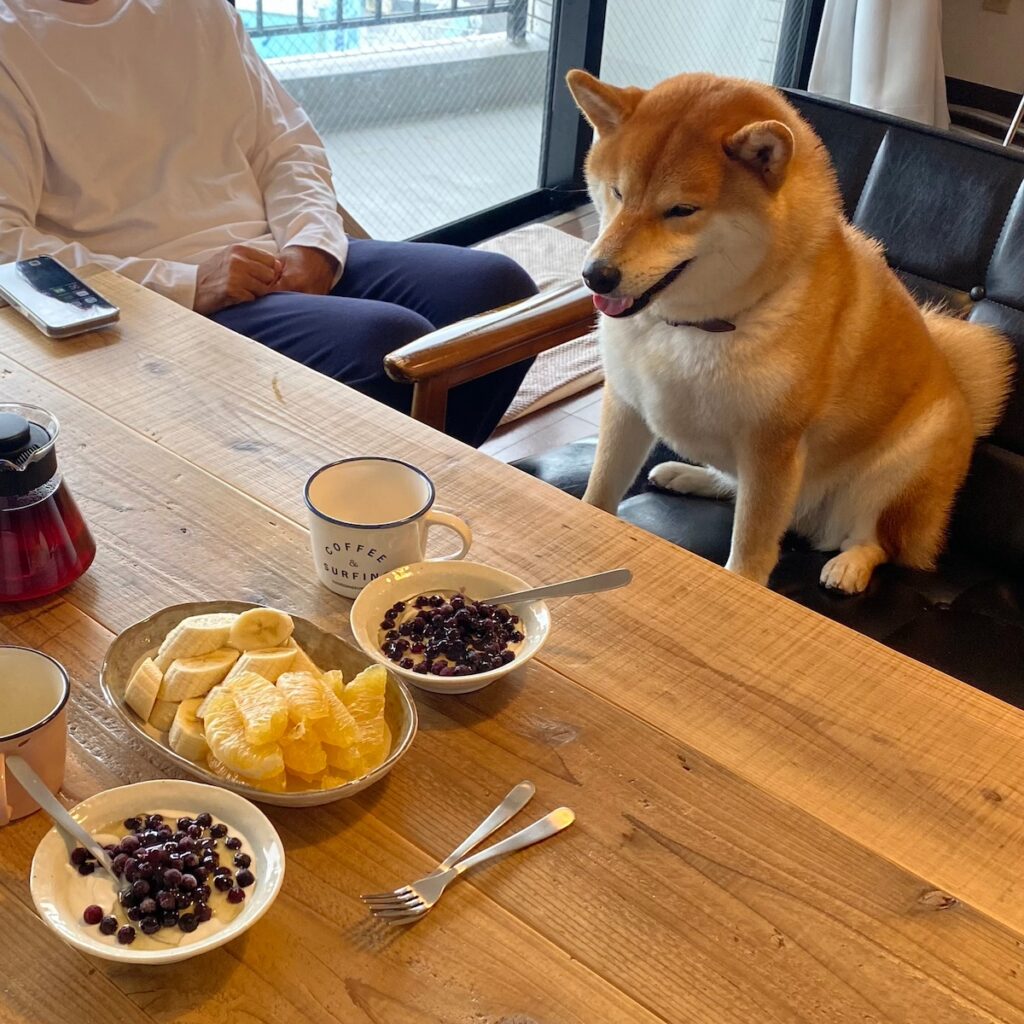 ハルくん、朝食待機中。柴犬子犬ハルのワンダフルライフ