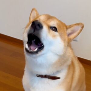 ハルくん、とーちゃんに言いたい。柴犬子犬ハルのワンダフルライフ