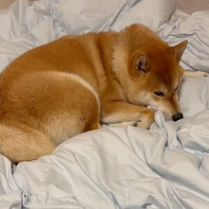ハルくん、どっちもふかふか。柴犬子犬ハルのワンダフルライフ