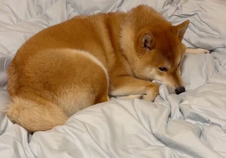 ハルくん、どっちもふかふか。柴犬子犬ハルのワンダフルライフ