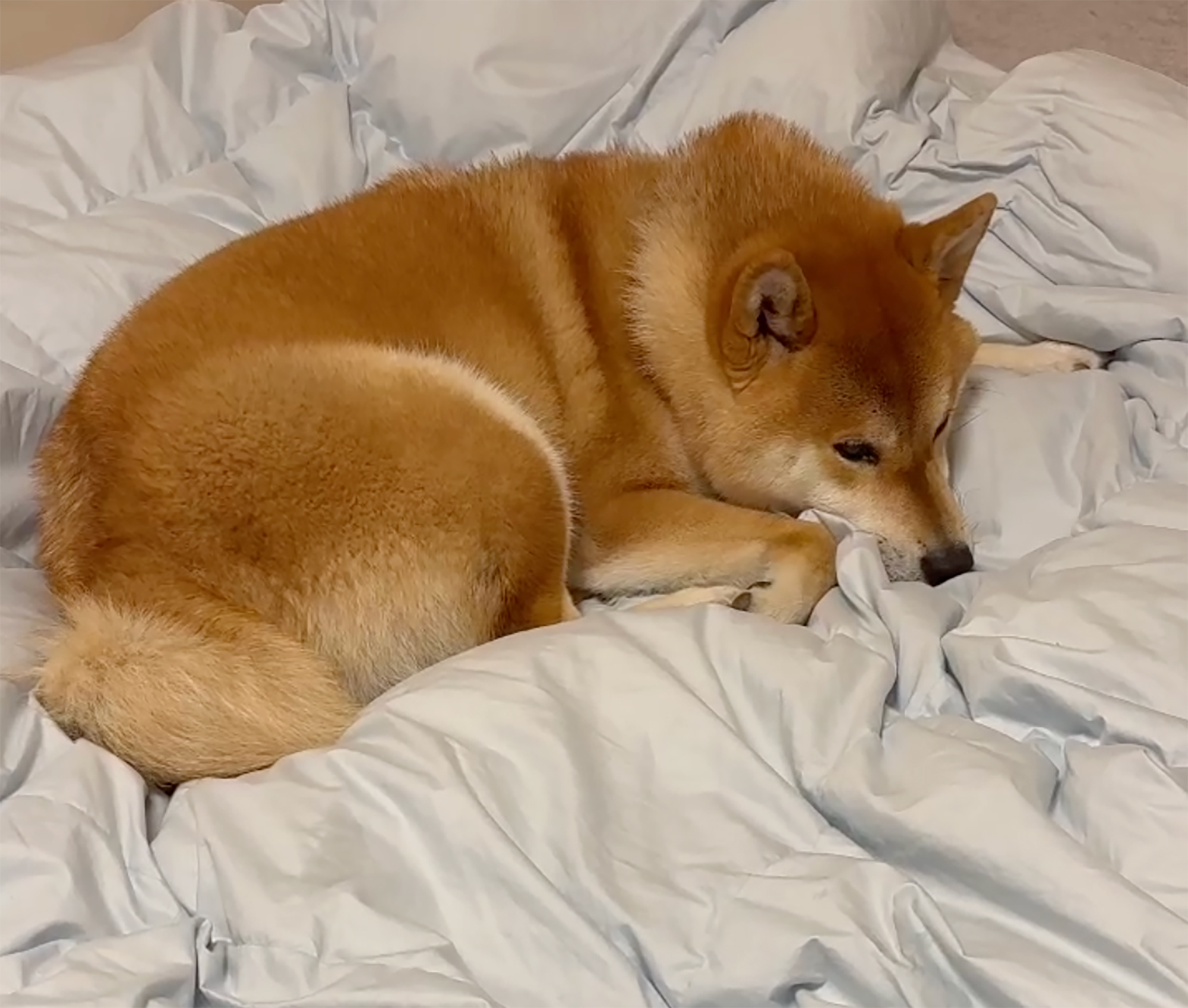 ハルくん、どっちもふかふか。
