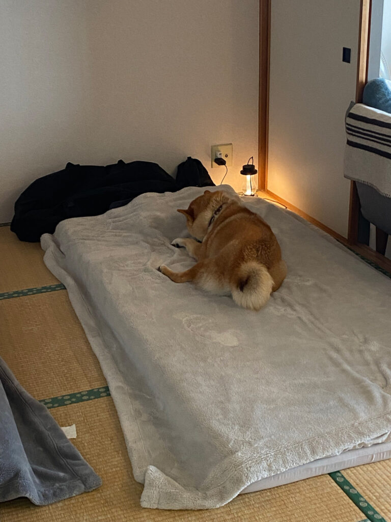 ハルくん、どっちもふかふか。柴犬子犬ハルのワンダフルライフ ハルくん、どっちもふかふか。柴犬子犬ハルのワンダフルライフ