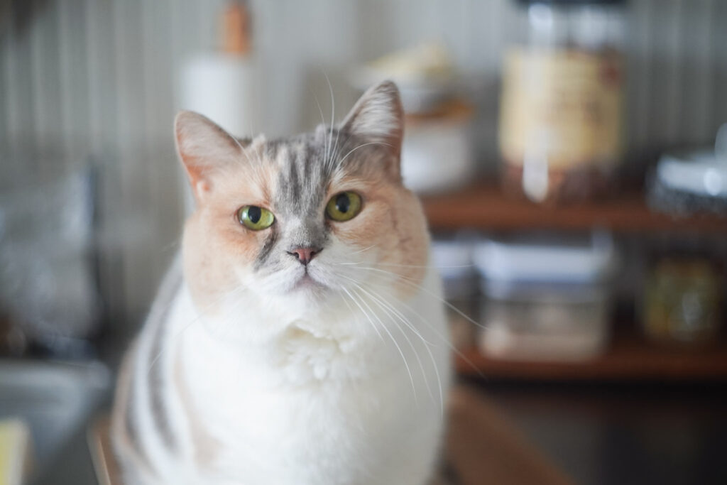 どうも、焦げ色違いの三毛猫ツインズです。三毛猫 ちくわ おこげ