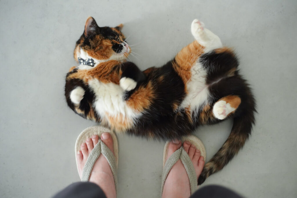 初めまして、焦げ色違いの三毛猫ツインズです。三毛猫 ちくわ おこげ