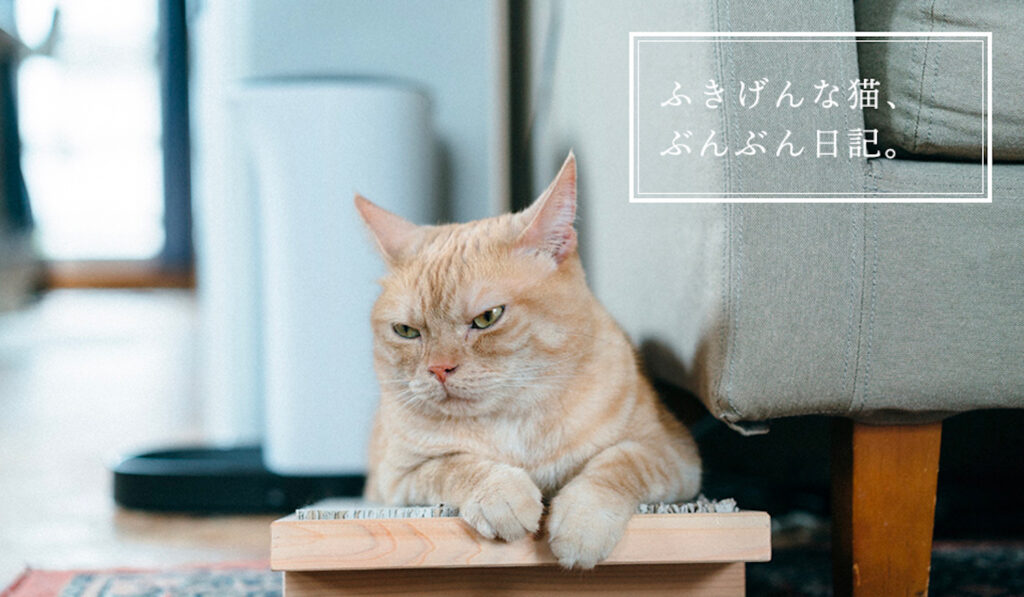 ふきげんな猫、ぶんぶん日記。