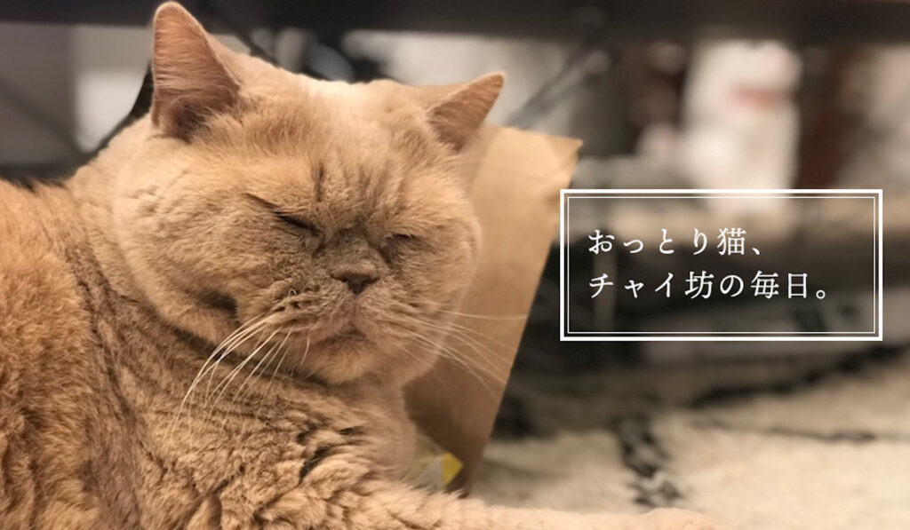 おっとり猫、チャイ坊の毎日。