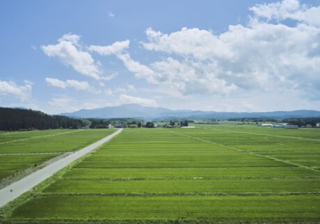青々とした稲の絨毯が一面に広がる、米どころ・庄内平野ののどかな夏の風景。奥にそびえ立つのが、標高1984mの月山と、標高1500mの湯殿山。夏の間のみ登拝することが可能。登山の準備をしっかりして、参拝するのがおすすめ。