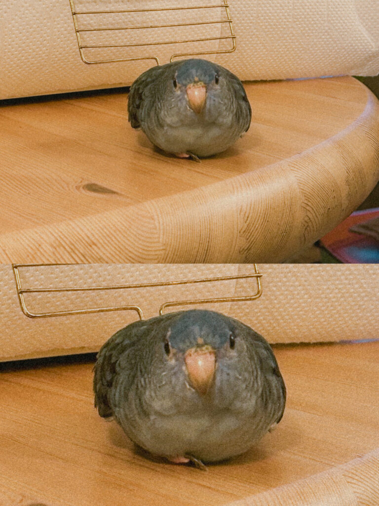 重力にまかせる【僕とサザナミインコ ダイアンの生活。vol.123】 重力にまかせる【僕とサザナミインコ ダイアンの生活。vol.123】