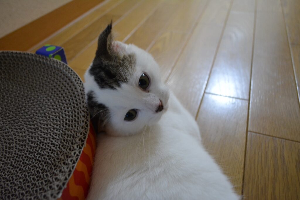 爪とぎを覚える前の、赤ちゃんのオレ。【いなほ、オレ物語。vol.241】ハチワレ とろろ
