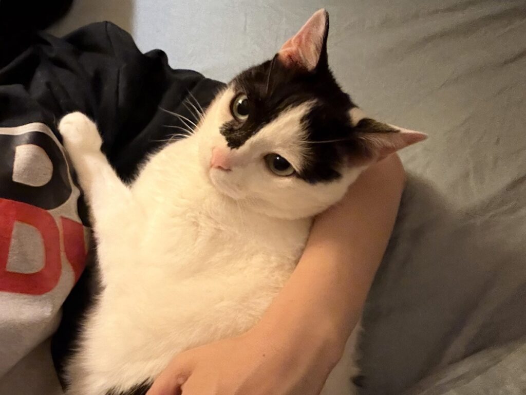 うれしくて、カプッ。【〈LOISIR〉デザイナー・前田敬子による、保護猫・えいたと暮らす日常。 vol.79】スコティッシュフォールド いなほ