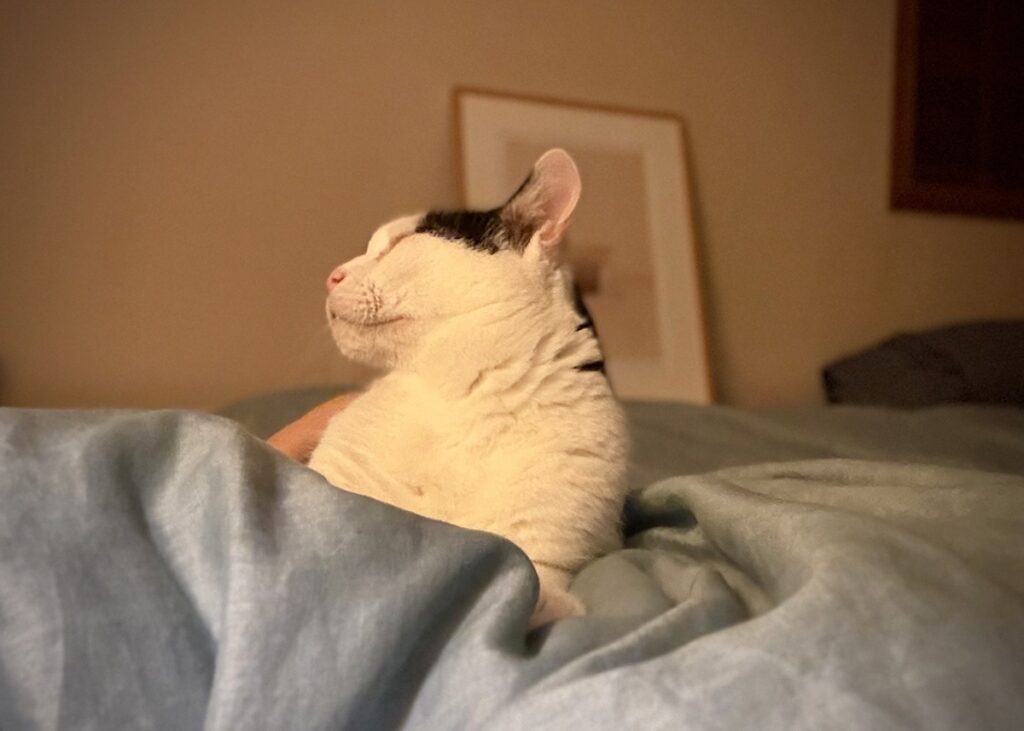 うれしくて、カプッ。【〈LOISIR〉デザイナー・前田敬子による、保護猫・えいたと暮らす日常。 vol.79】スコティッシュフォールド いなほ