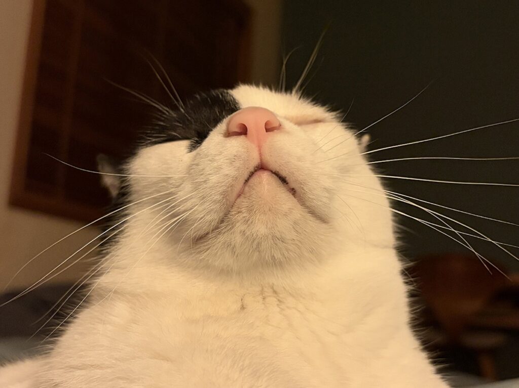 うれしくて、カプッ。【〈LOISIR〉デザイナー・前田敬子による、保護猫・えいたと暮らす日常。 vol.79】スコティッシュフォールド いなほ