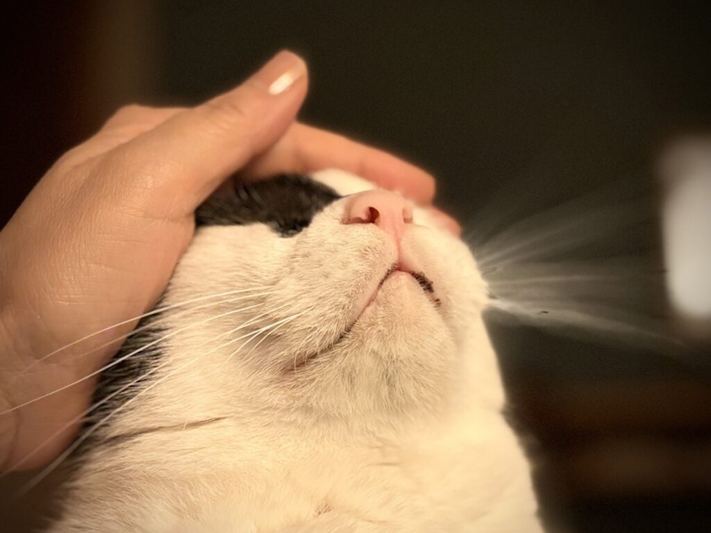 うれしくて、カプッ。【〈LOISIR〉デザイナー・前田敬子による、保護猫・えいたと暮らす日常。 vol.79】スコティッシュフォールド いなほ