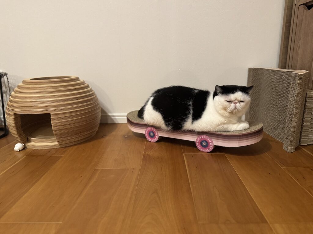 プロスケーターへの道！【おちょこ、ぽのぽのだより。vol.212】白黒猫 エキゾチックショートヘア おちょこ ちろり