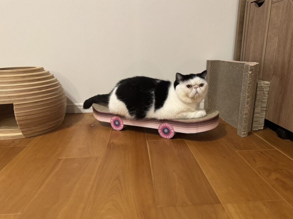 プロスケーターへの道！【おちょこ、ぽのぽのだより。vol.212】白黒猫 エキゾチックショートヘア おちょこ ちろり