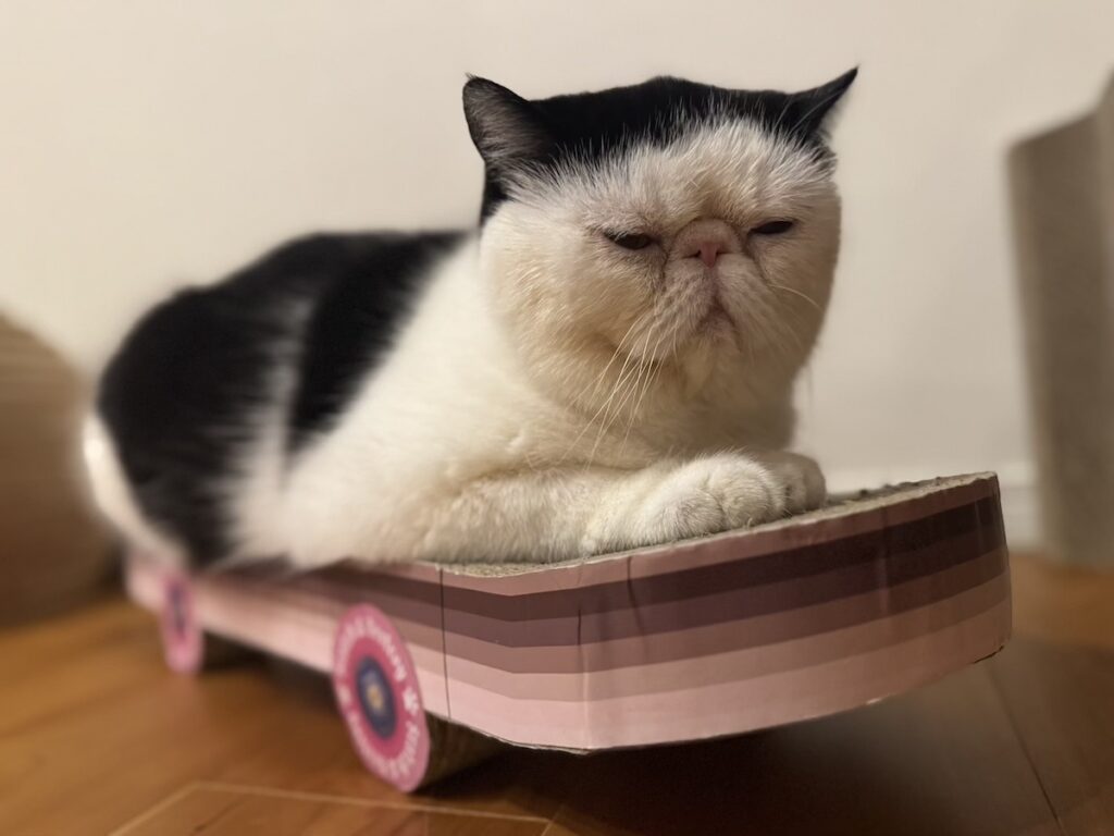 プロスケーターへの道！【おちょこ、ぽのぽのだより。vol.212】白黒猫 エキゾチックショートヘア おちょこ ちろり