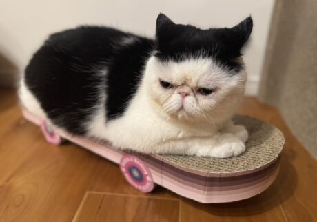 プロスケーターへの道！【おちょこ、ぽのぽのだより。vol.212】白黒猫 エキゾチックショートヘア おちょこ ちろり