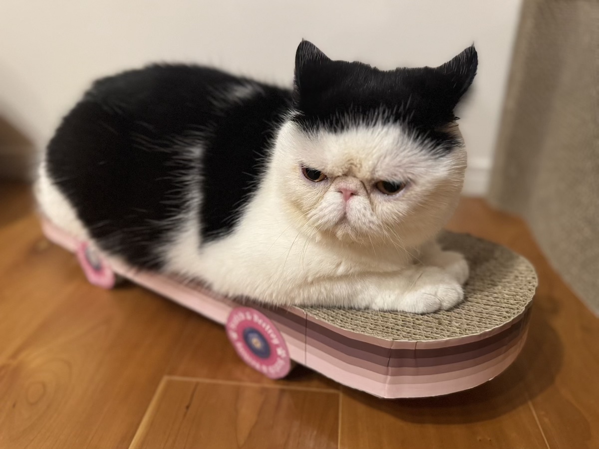 プロスケーターへの道。【おちょこ、ぽのぽのだより。vol.212】