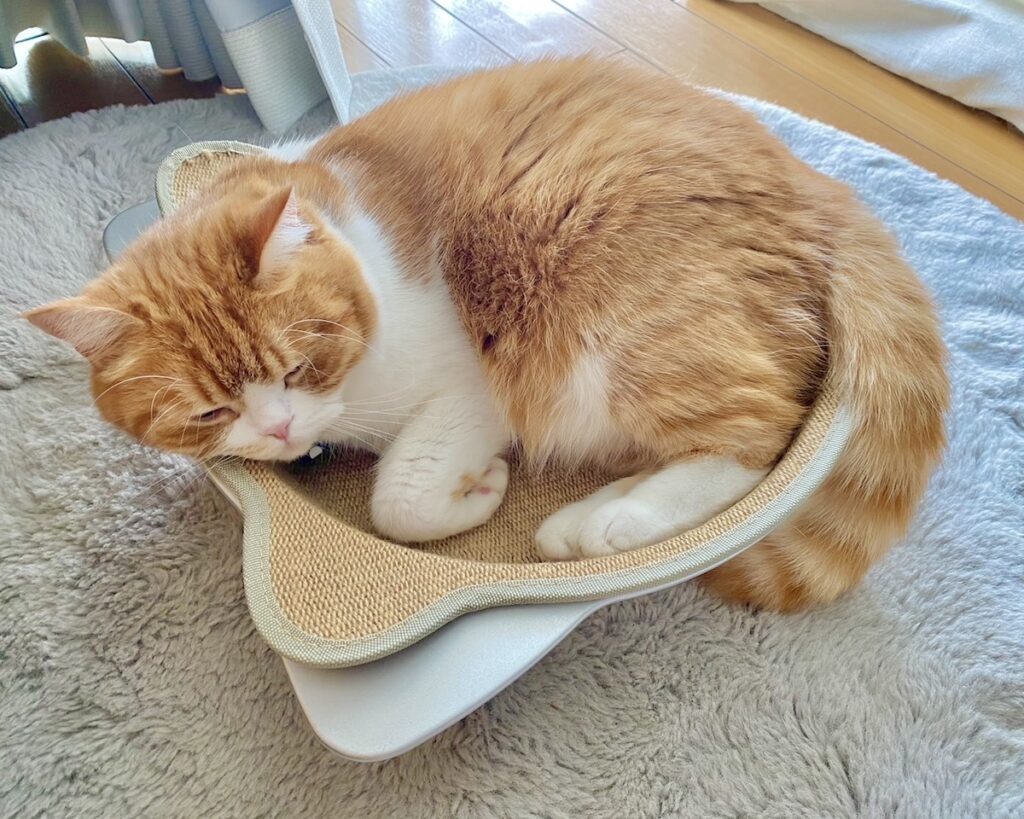 ねこ鍋の季節、到来！【とろろ、もふもふDays。vol.134】白黒猫 ハチワレ えいた