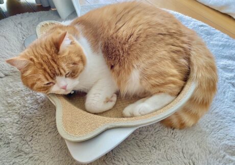 ねこ鍋の季節、到来！【とろろ、もふもふDays。vol.134】白黒猫 ハチワレ えいた