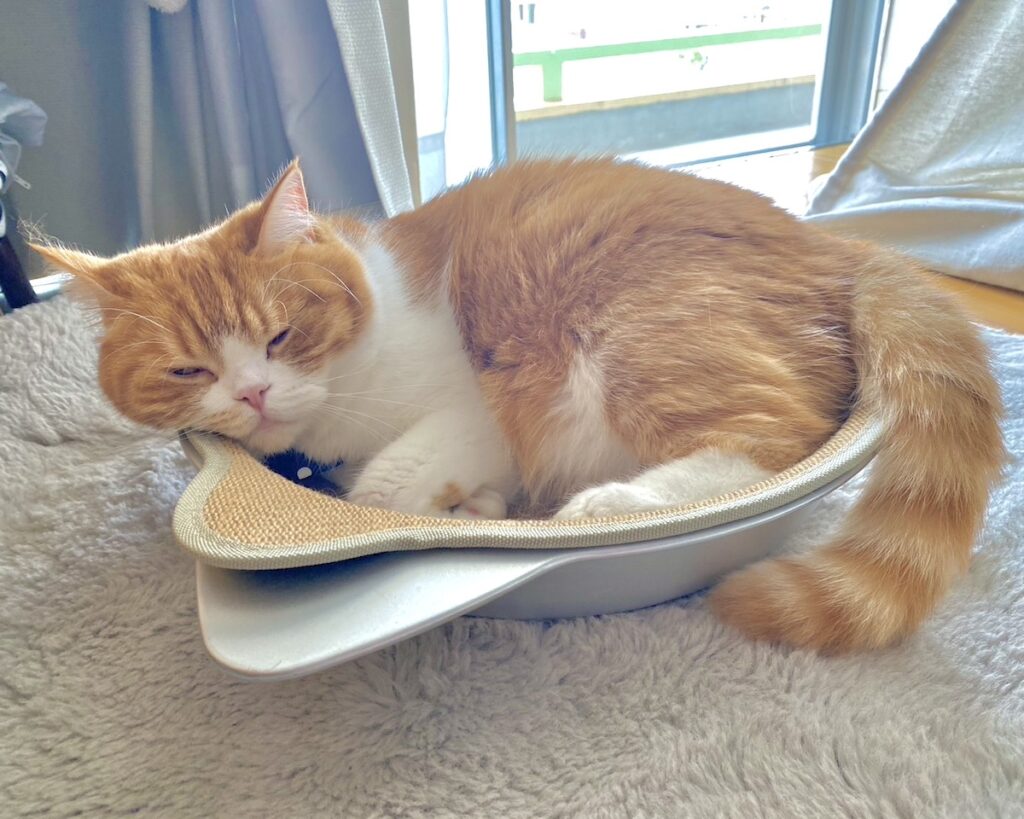 ねこ鍋の季節、到来！【とろろ、もふもふDays。vol.134】白黒猫 ハチワレ えいた